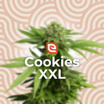 Bild in Galerie laden, Cookies XXL Samen - Automatic – EAZZY-SEEDS