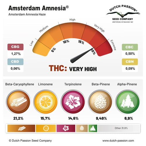 Amsterdam Amnesia®