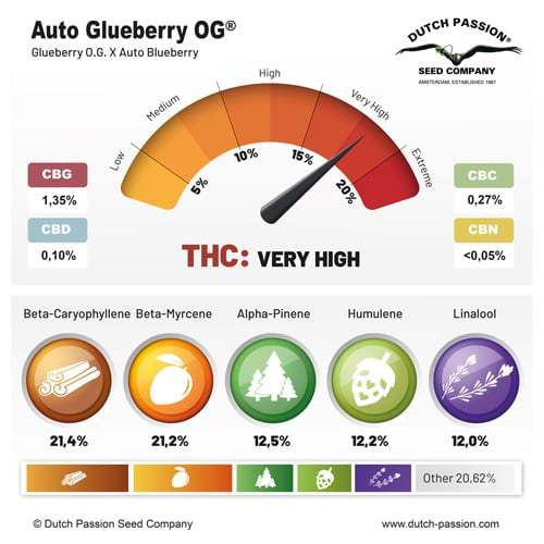 Auto Glueberry O.G.® – Glueberry O.G. X Auto Blueberry