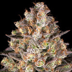 Bild in Galerie laden, Hindu Kush Strain – Hindu Kush Mountains landrace