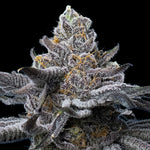 Bild in Galerie laden, LFG Strain – Lemon Cherry Gelato x Gelato 41