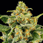 Bild in Galerie laden, Skunk #1 Strain – Afghan x Acapulco Gold x Colombian Gold