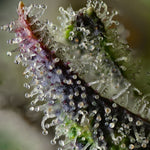 Bild in Galerie laden, Skunk #1 Strain – Afghan x Acapulco Gold x Colombian Gold