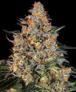 Bild in Galerie laden, Bubba Kush Strain – Afghan Kush Landrace x OG Kush