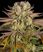 Bild in Galerie laden, Pineapple Express Strain x Hawaiian Landrace Sativa x Trainwreck
