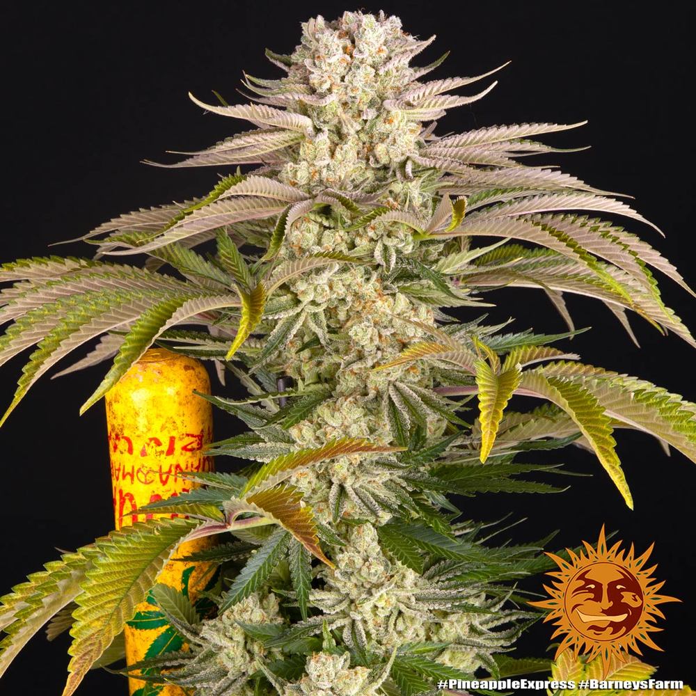 Pineapple Express Strain x Hawaiian Landrace Sativa x Trainwreck – 2:1 Blackfriday Aktion