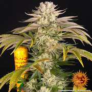 Pineapple Express Strain x Hawaiian Landrace Sativa x Trainwreck