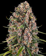 Bild in Galerie laden, Blue Cheese Original Cheese x Blueberry