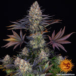 Bild in Galerie laden, LSD Original Skunk #1 x Afghan Indica