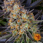 Bild in Galerie laden, LSD Original Skunk #1 x Afghan Indica
