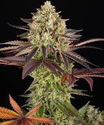 Bild in Galerie laden, Apple Fritter, Animal Cookies Strain x Sour Apple Strain