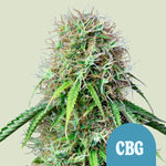 Bild in Galerie laden, Royal Queen Seeds Hanfsamen Royal CBG Auto (High CBD), Goliat Auto x hohe CBG-Sorte