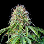 Bild in Galerie laden, Royal Queen Seeds Hanfsamen Royal CBG Auto (High CBD), Goliat Auto x hohe CBG-Sorte