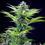 Bild in Galerie laden, Royal Queen Seeds Hanfsamen Fast Eddy Auto, Cheese x Juanita la Lagrimosa x Ruderalis
