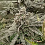 Bild in Galerie laden, White Truffle, Gorilla Glue #4 x Peanut Butter Breath