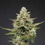 Bild in Galerie laden, Auto KitKat Bitch (5Stück), Blue Dream Auto x Cherry Punch Auto