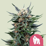 Bild in Galerie laden, Royal Gorilla aka Gorilla Glue, GG4, Original Glue, Gorilla Glue #4, Glue