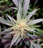 Bild in Galerie laden, Auto Mimosa Orange Punch, Mimosa Orange Punch x Ruderalis Auto