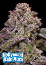 Bild in Galerie laden, Hollywood Rain Auto, Hollywood x Hawaiian Rain x Grape Pop Rocks Auto