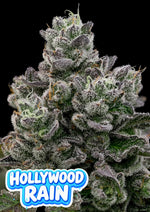 Bild in Galerie laden, Hollywood Rain, Hollywood x Hawaiian Rain