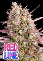 Bild in Galerie laden, Red Line, Lemon Cherry Gelato x Frozen Black Cherry® x Strawberry Pop Rocks