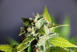Bild in Galerie laden, Mikromachine Auto , Northern Lights x (AK-47 x Critical) x Ruderalis