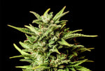 Bild in Galerie laden, Break–up Cake Auto, Wedding Cake x OG Kush x Ruderalis
