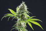 Bild in Galerie laden, Kama Kush CBD