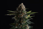 Bild in Galerie laden, Candy Cream Go Fast, Indica Cream x Auto Indica Cream