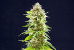 Bild in Galerie laden, Cookies Haze, Super Silver Haze x Afghan
