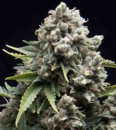 AK Auto