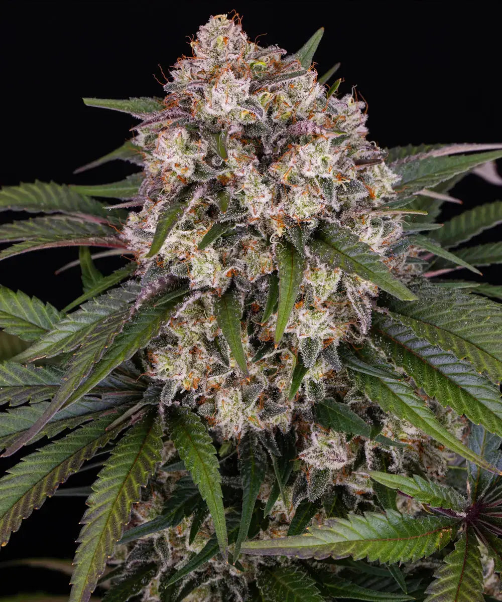 OG Kush Strain x BF Super Auto #1