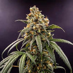 Bild in Galerie laden, Auto Cherry Kush Coke