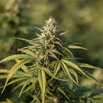 Bild in Galerie laden, Amnesia Haze