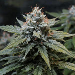 Bild in Galerie laden, Gorilla Glue #4, Chem's Sister x Sour Dubb x Chocolate Diesel