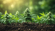 Düngung und Bodenverbesserung: Optimale Bodenvorbereitung für erfolgreichen Cannabisanbau