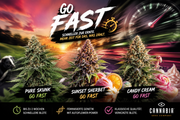 Go Fast von Kannabia: Drei Sorten, eine Idee – schneller zur Blüte