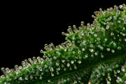 Was sind Terpene?