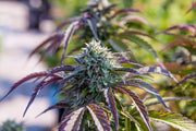 News: Cannabis Legalisierung – Gesetz passiert Bundesrat