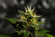 Der Weg zum erfolgreichen Cannabisanbau