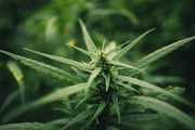 Hanf und CBD: Wirkung, Anwendung und wichtige Hinweise