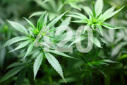Warum steht 420 für Marihuana? Die Geschichte hinter der Zahl