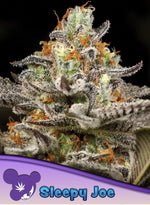 Bild in Galerie laden, Sleepy Joe, Obama Kush/ Nova OG