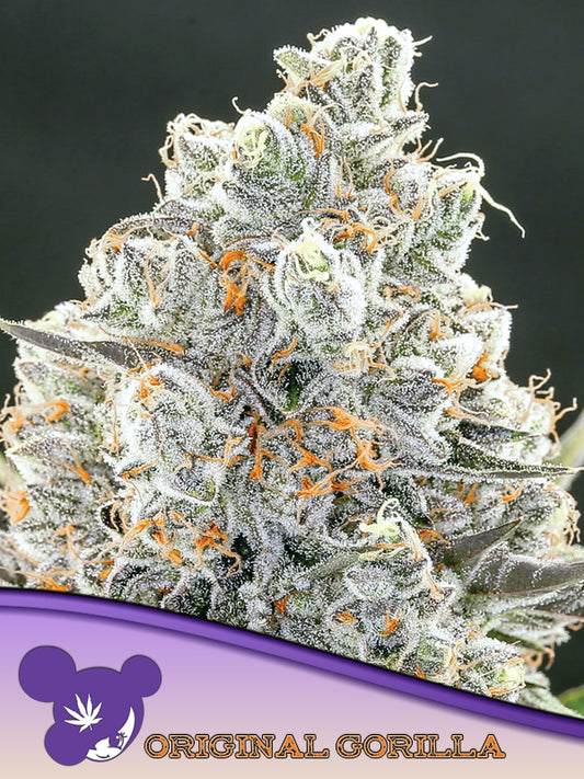 Original Gorilla #4