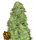 Bild in Galerie laden, Fast Buds Hanfsamen CBD 20:1 Auto