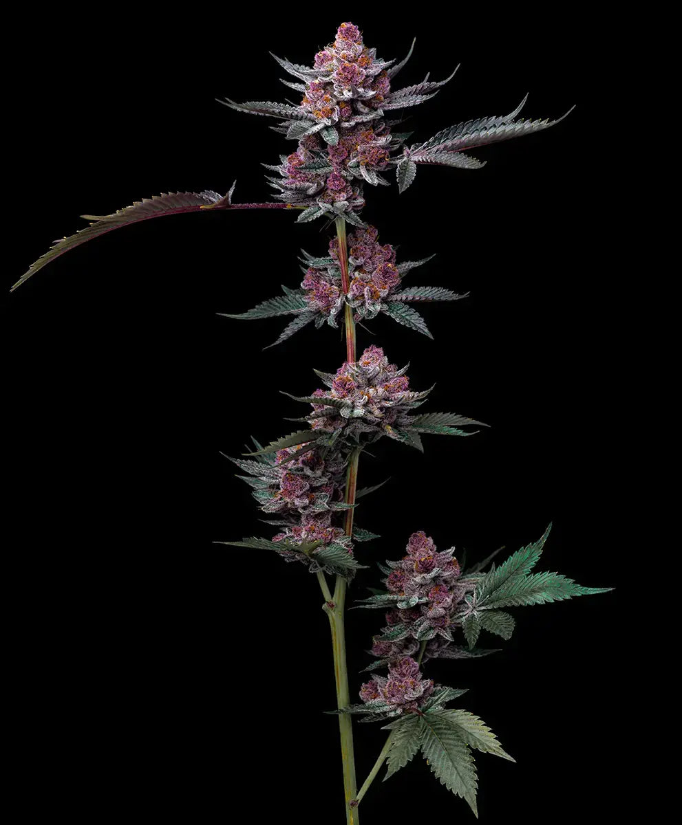 Cherry Poppers Strain, Lemon Kush x Cherry Z