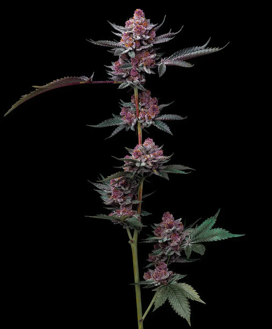 Cherry Poppers Strain, Lemon Kush x Cherry Z
