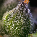 Bild in Galerie laden, Rainbow Sherbet Strain, Champagne x Blackberry – 2:1 Blackfriday Aktion
