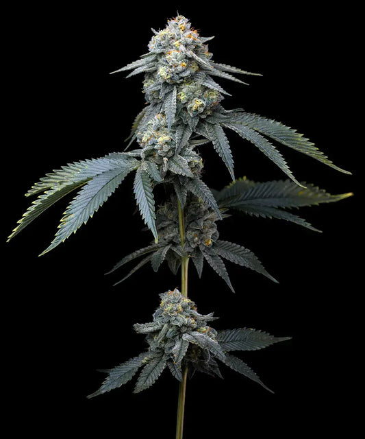 Jealousy Strain, Sherbert Bx1 x Gelato 41