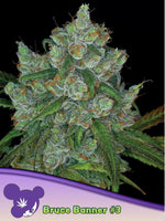Bild in Galerie laden, Bruce Banner #3, OG Ghost/ Strawberry Cough/ Sour Diesel